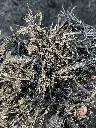 Dyed Black Holding.webp