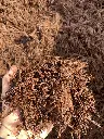 Dyed Brown Holding.webp