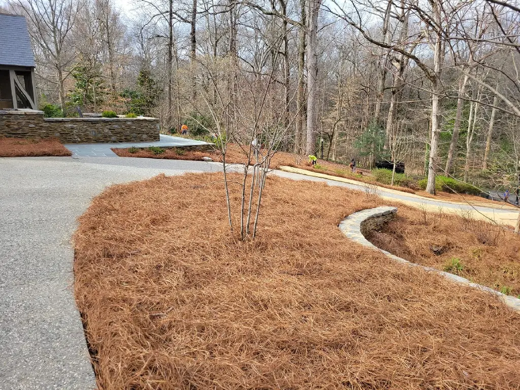 Pine Needles Spread.webp