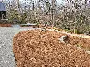 Pine Needles Spread.webp