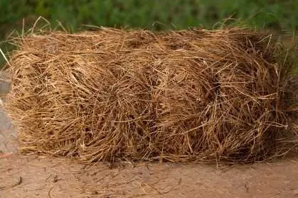 Pine Needles Bale.webp