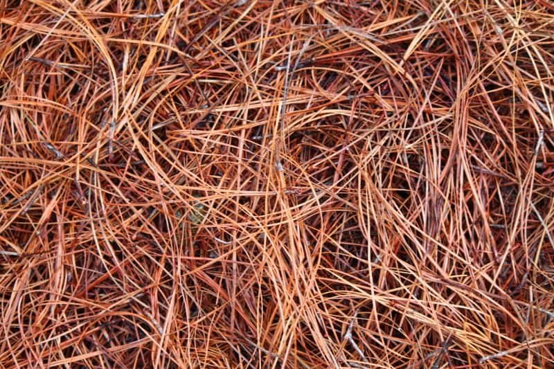 Pine Needles