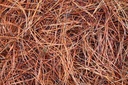 Pine Needles